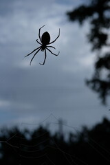 spider and web silhouette