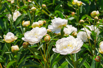 Beautiful white peony bush blossoms growing in a garden, illuminated by sunlight with fresh green leaves and soft natural plant background. Decorative flower for park, flower bed and landscape design © katyamaximenko
