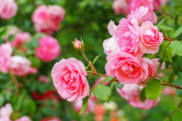 Branch of delicate pink roses in full bloom growing in summer garden. Romantic floral background with natural light, decorative flowers and green foliage. Spring and nature, gardening, plant breeding. © katyamaximenko