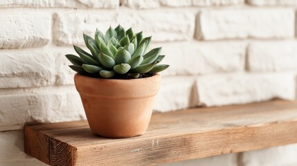 A vibrant succulent plant is placed in a terracotta pot on a wooden shelf enhancing the cozy room.