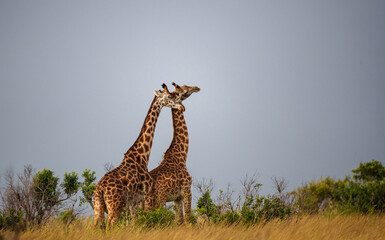 Giraffes standing together in the grassland in Kenya © Budimir Jevtic