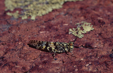 The distinctive color and pattern of the Lichen Grasshopper (Trimerotropis saxatilis) helps camouflage this insect by making it appear to be a patch of greenish lichen on reddish rock in Ozark glades. © Michael