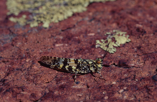 The distinctive color and pattern of the Lichen Grasshopper (Trimerotropis saxatilis) helps camouflage this insect by making it appear to be a patch of greenish lichen on reddish rock in Ozark glades.