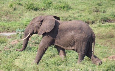 Fototapeta premium African Elephant (Loxodonta africana), aka African Bush Elephant, Queen Elizabeth National Park, Uganda, Africa.