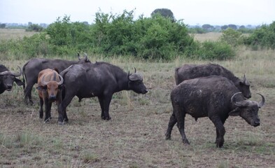Fototapeta premium African Buffalo (Syncerus caffer), aka Cape Buffalo, Queen Elizabeth National Park, Uganda, Africa.