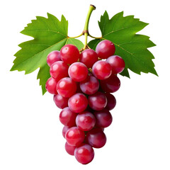 Fresh red grapes growing on vine with lush green leaves
