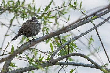 Close-up of a Cinclodes bird looking at the camera