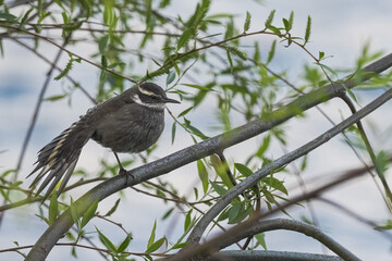 White-banded mockingbird stretching its wing on a branch