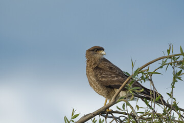Chimango Caracara perched on a branch