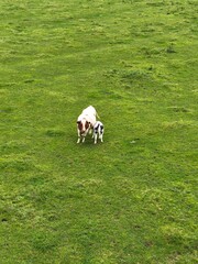 This high-angle photograph captures a heartwarming moment between a mother cow and her young calf in the center of a sprawling, lush green pasture. The composition utilizes a wide-angle perspective