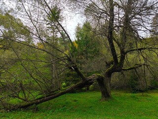 This captivating landscape photograph features a majestic, ancient gnarled tree as its focal point within a serene woodland setting. The tree's thick, weathered trunk is adorned with vibrant green