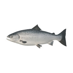 PNG Realistic salmon fish illustration.