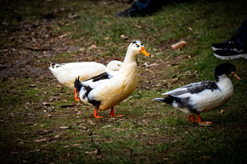 Domestic ducks walking on grass in outdoor park
