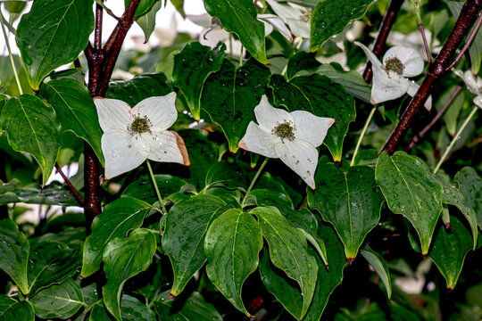 Two white boulevard flowers or Cornus canadensis with a distinct four-petaled bracts and dark centers surrounded by bright green leaves
