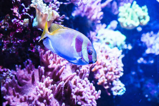 Tropical Siganus virgatus rabbitfish with yellow tail and blue facial lines swimming in clear saltwater aquarium reef environment.