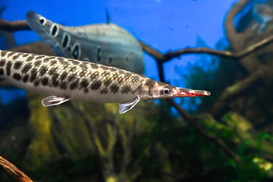 Close up of shortnose gar in freshwater aquarium. Lepisosteus platostomus fish showing armored scales and elongated snout underwater.