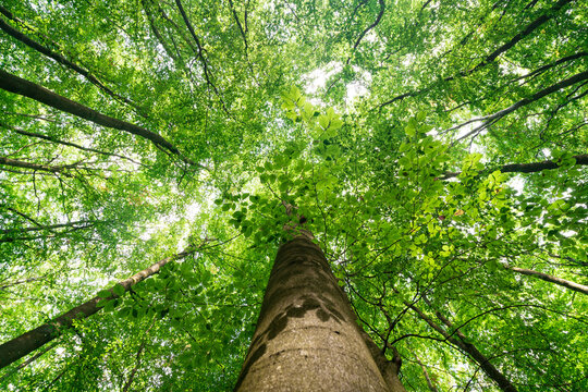 Blick nach oben in gr&uuml;ne Baumkronen im deutschen Wald 