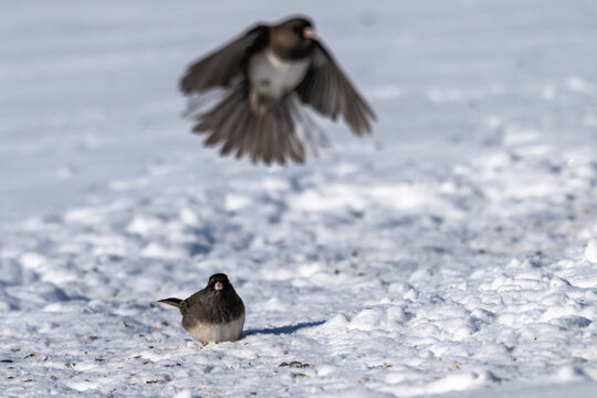Dark-eyed junco in the snow as another flies overhead.