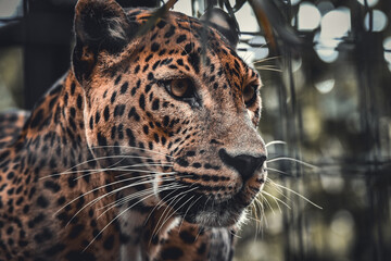 Obraz premium Captive Animals