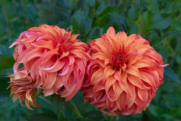 Orange decorative Dahlias Pointed petals