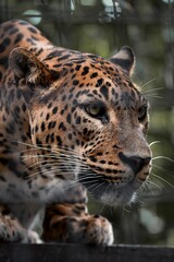 Obraz premium Captive Animals