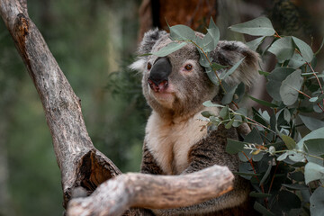 Fototapeta premium Captive Animals