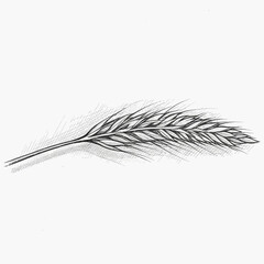 Obraz premium Hand-drawn sketch of a single wheat stalk in black and white