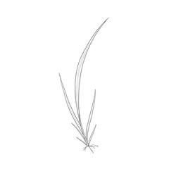 Fototapeta premium Single blade of grass illustration, hand-drawn line art, white background