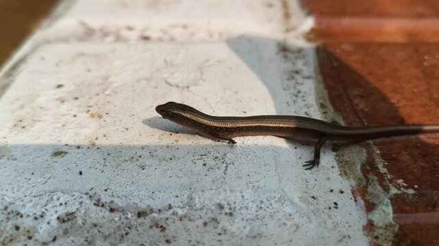 Baby Bronze grass skink on the tiles floor. Its common names are &nbsp;bronze mabuya,&nbsp;speckled forest skink and Eutropis macularia. It is a&nbsp;species&nbsp;of&nbsp;skink&nbsp;found in South and Southeast Asia.