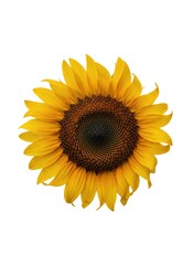 Obraz premium Radiant Sunflower Bloom - A Close-Up of Summers Golden Beauty.