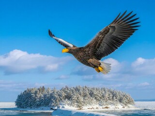 冬の北海道、青空を舞うオオワシの雄姿。雪景色と野生動物の飛翔イメージ
