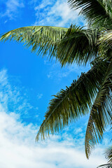 Fototapeta premium Close-up of vibrant green coconut palm fronds against a beautiful bright blue sky with white clouds
