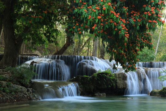 Namtok Chet Sao Noi or Chet Sao Noi waterfall, 
with the Saraca indica tree in full bloom, displaying vibrant orange-red flowers.
Saraburi province ,THAILAND