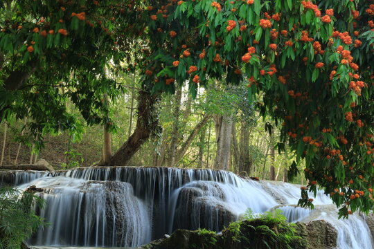 Namtok Chet Sao Noi or Chet Sao Noi waterfall, 
with the Saraca indica tree in full bloom, displaying vibrant orange-red flowers.
Saraburi province ,THAILAND