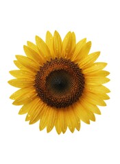 Obraz premium Radiant Sunflower Blossom - A Close-Up of Natures Golden Beauty.