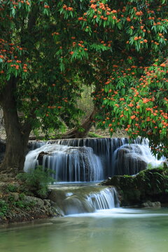 Namtok Chet Sao Noi or Chet Sao Noi waterfall, 
with the Saraca indica tree in full bloom, displaying vibrant orange-red flowers.
Saraburi province ,THAILAND