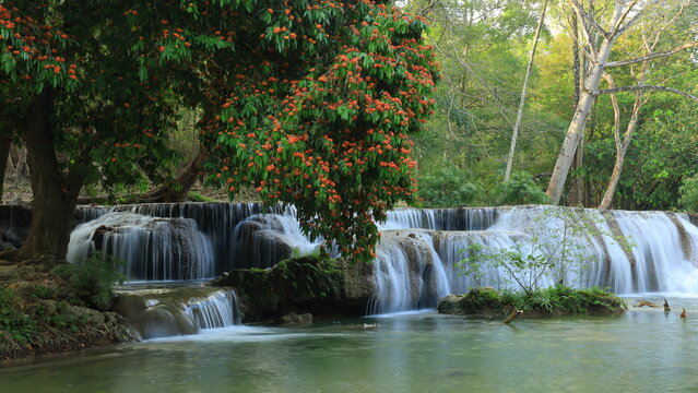 Namtok Chet Sao Noi or Chet Sao Noi waterfall, 
with the Saraca indica tree in full bloom, displaying vibrant orange-red flowers.
Saraburi province ,THAILAND