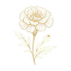 Fototapeta premium PNG Elegant floral gold illustration