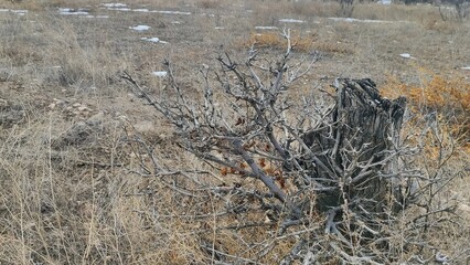 Obraz premium A close-up of dry, rocky ground, scattered with small rocks, dry grass, and soil, with a cut tree trunk visible.