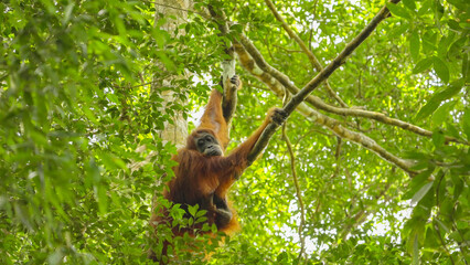 Obraz premium an orangutan mother looking around while her baby plays in the rainforest of gunung leuser national park on sumatra, indonesia