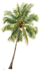 Single Coconut Palm Tree with Green Fronds Isolated on White Background
