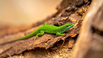 Fototapeta premium Vibrant Green Lizard Perched on a Textured Brown Branch in Natural Habitat.