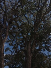 Fototapeta premium trees in the forest