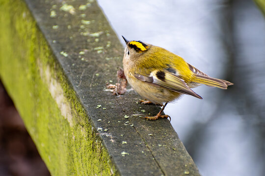 A close-up view of a Goldcrest bird perched on a picket fence.