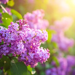 Vibrant Lilac Blossoms in Sunlight - A Close-Up of Purple Flowers in Bloom.