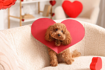 Cute Toy Poodle dog with paper heart and gift box sitting on sofa in living room. Valentine's Day...