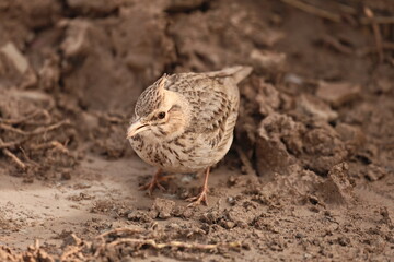 Fototapeta premium Crested Lark