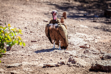 Lappet-faced vulture