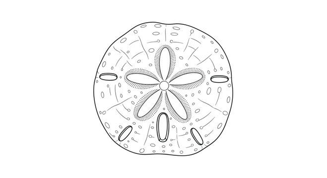 A simple black and white line art illustration of a sand dollar skeleton showing its distinctive five-petal flower pattern.