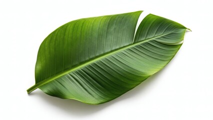 Obraz premium Vibrant green leaf with a prominent midrib, isolated on a clean white background, showcasing its natural beauty and texture